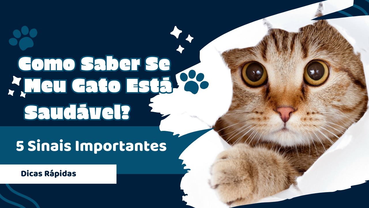 Como Saber Se Meu Gato Está Saudável? 5 Sinais Importantes | Dicas rápidas